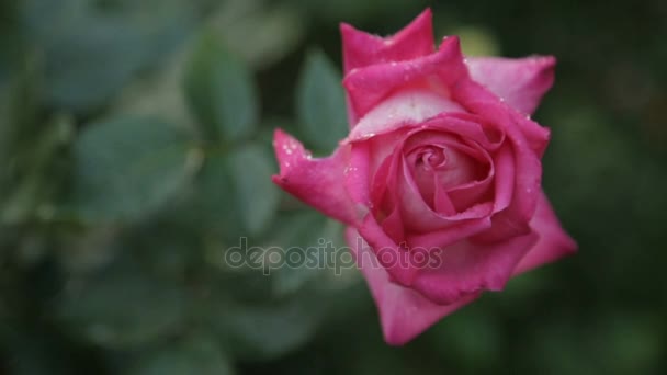 Gotas de agua en un capullo de rosa — Vídeos de Stock