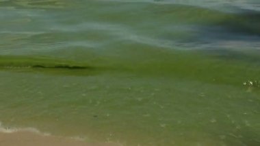 Deniz çiçekli sürecinde. Yeşil algler