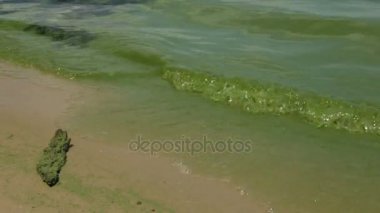 Deniz çiçekli sürecinde. Yeşil algler