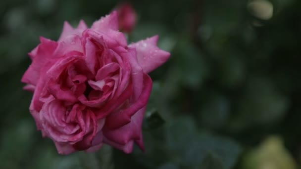 Druppels water op een rosebud — Stockvideo