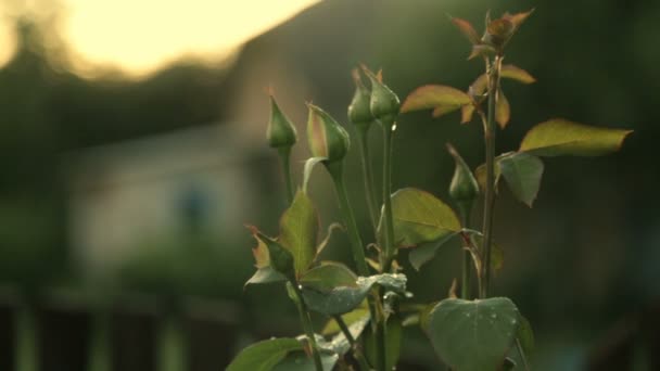 Icke-upplöst knoppar av rosor — Stockvideo
