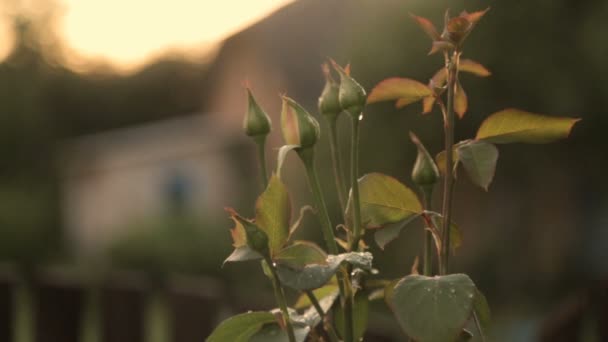 Botões de rosas não dissolvidos — Vídeo de Stock