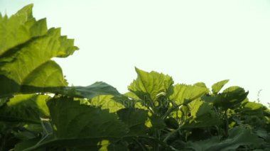 Ayçiçeği yeşil yaprakları