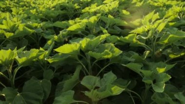 Ayçiçeği yeşil yaprakları