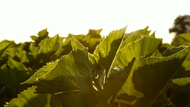 Folhas verdes de girassol — Vídeo de Stock