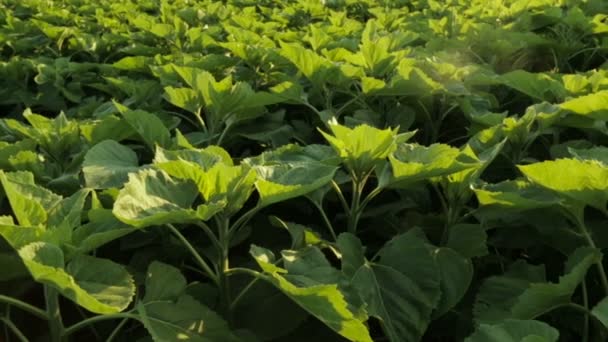 Zelené listy slunečnice — Stock video
