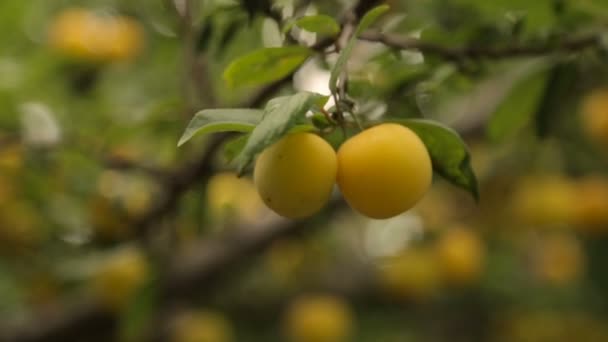 Rijp geel berry op een tak — Stockvideo