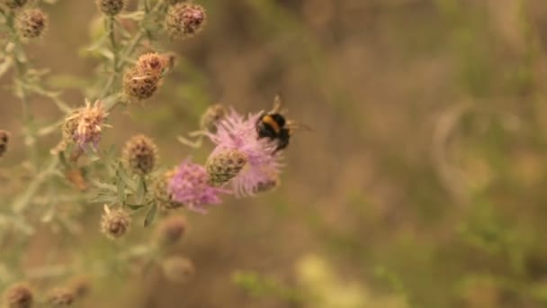 A bumblebee gathers pollen from a field flower — Stock Video