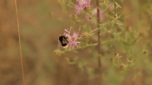 En humla samlar pollen från en blomma i fältet — Stockvideo