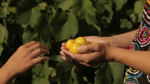 Ein Kind nimmt einer Frau gelbe Pflaumen aus der Hand — Stockvideo