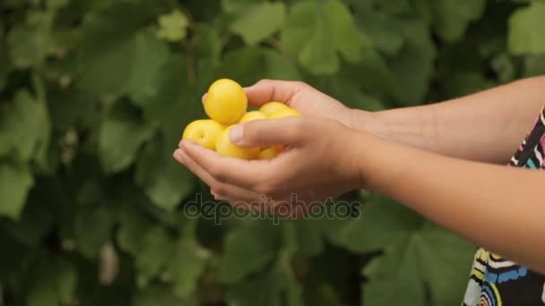Ребенок обнимает женские руки.Желтые ягоды в женских руках — стоковое видео
