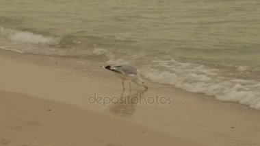 Martı sahilde, tam hd video