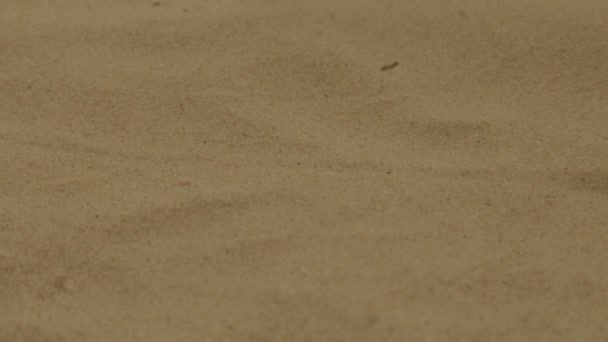 Cálida arena marina en la playa — Vídeo de stock