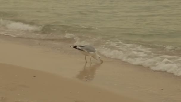 Gaviota en la playa, vídeo completo de alta definición — Vídeo de stock