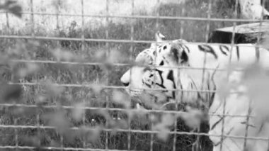 Büyük yırtıcı hayvan. Dolu hd video