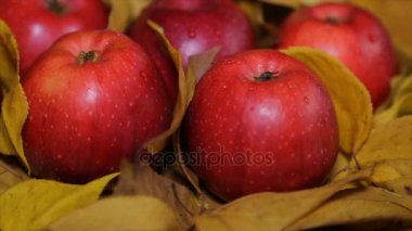 Sarı yapraklar arasında kırmızı elmalar