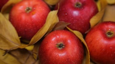 Sarı yapraklar arasında kırmızı elmalar