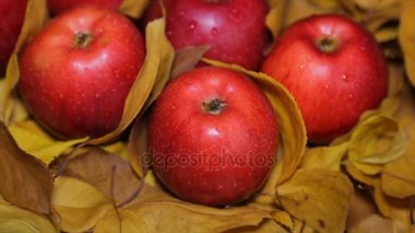 Sarı yapraklar arasında kırmızı elmalar