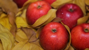 Sarı yapraklar arasında kırmızı elmalar