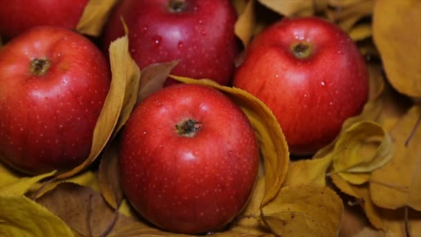 Rote Äpfel Zwischen Gelben Blättern — Stockvideo