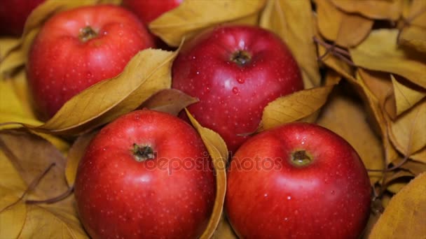 Czerwone Jabłka Wśród Żółtych Liści — Wideo stockowe
