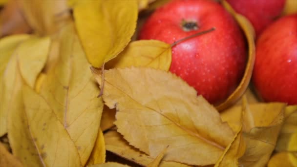 黄色の葉の間で赤いリンゴ — ストック動画
