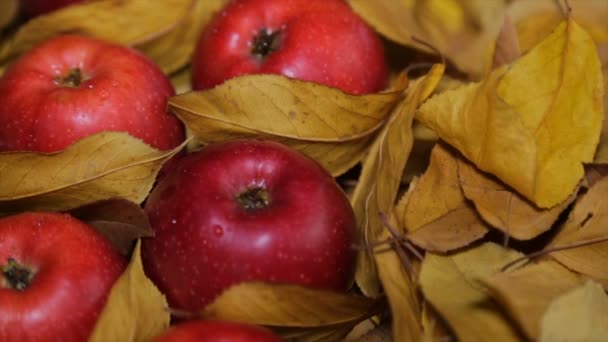 Manzanas Rojas Entre Hojas Amarillas — Vídeos de Stock