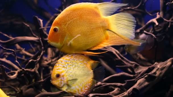 在家庭水族馆的金色色调鱼 — 图库视频影像