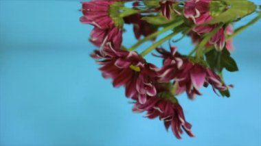 Üzerinde mavi bir arka plan şeffaf su çiçek