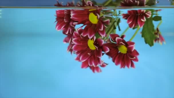 青色の背景に透明な水を花します — ストック動画