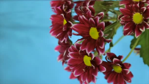 Flor Agua Transparente Sobre Fondo Azul — Vídeo de stock