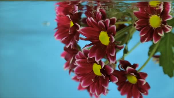 蓝色背景下透明水中的花朵 — 图库视频影像