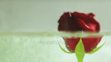 Kırmızı gül tomurcuk temiz su içinde