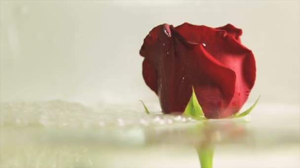 Bocciolo Rosa Rossa Acqua Limpida — Video Stock