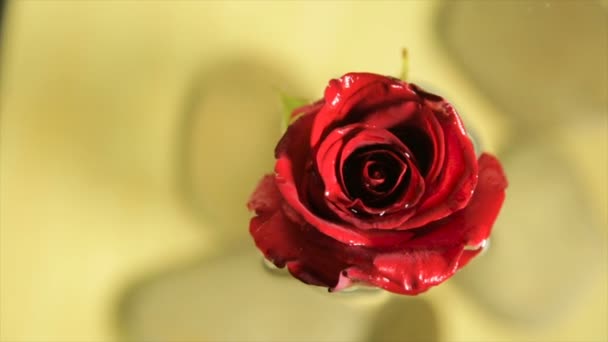Červené růže bud v čisté vodě