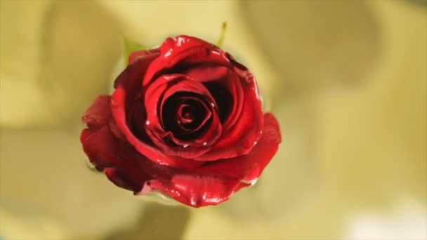 Κόκκινο Τριαντάφυλλο Μπουμπούκι Πεντακάθαρα Νερά — Αρχείο Βίντεο