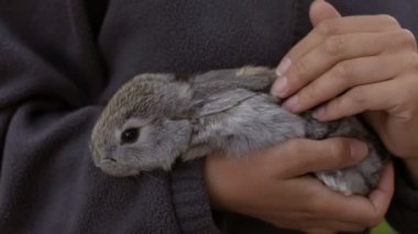 Ev yapımı bir tavşan bir kadın elinde