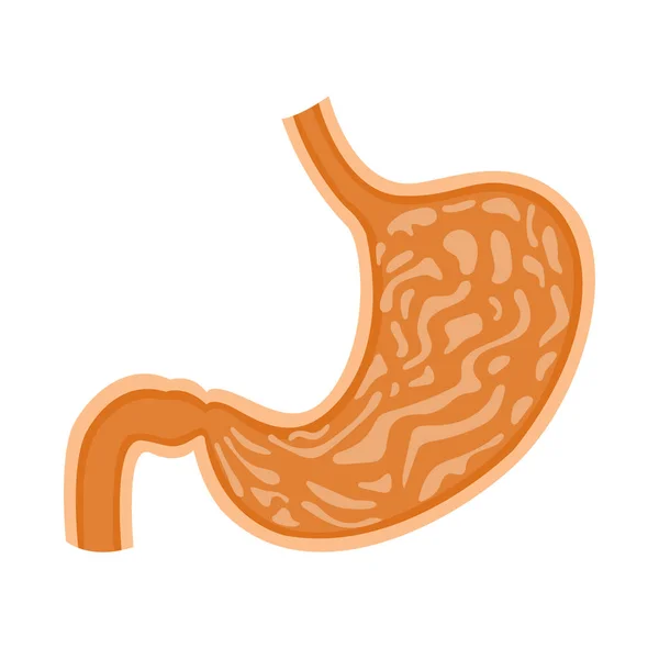 Ilustração de dentro do estômago humano — Vetor de Stock