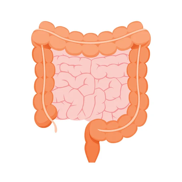 Ilustração do intestino humano grande e pequeno — Vetor de Stock