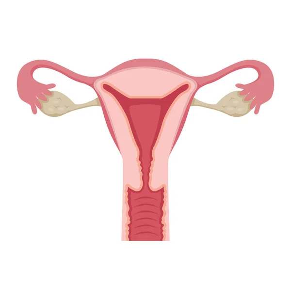 Illustrazione dell'utero umano — Vettoriale Stock