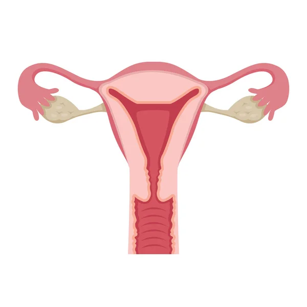 Ilustrasi Uterus Manusia - Stok Vektor