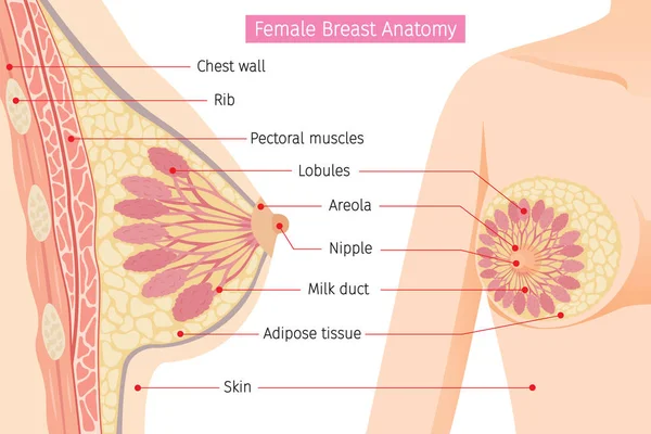 女性の胸の解剖学の断面図 — ストックベクタ