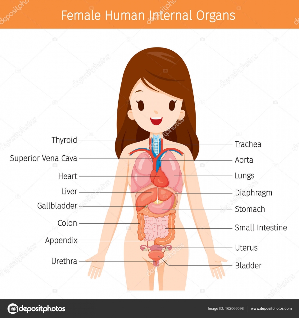Weibliche menschliche Anatomie, Diagramm der inneren Organe