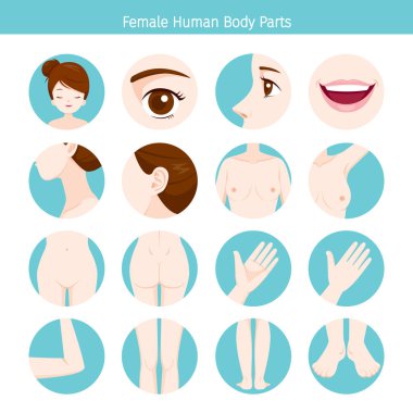Kadın insan dış organlar vücut Set