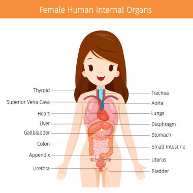 Kadın insan anatomisi, iç organları diyagramı