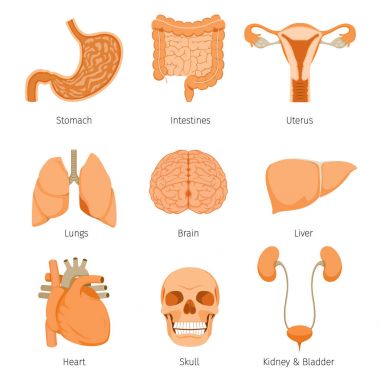 İnsan iç organlarını nesneleri Icons Set