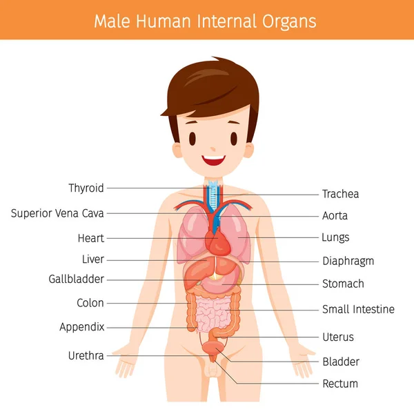 Anatomia Humana Masculino, Diagrama de Órgãos Internos — Vetor de Stock