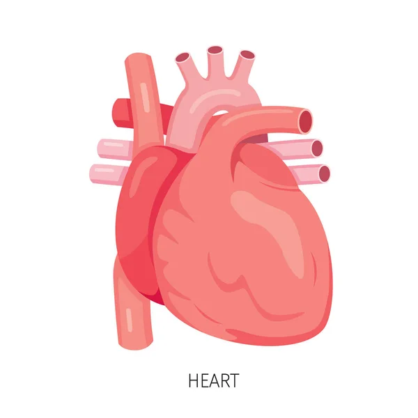 Heart, Human Internal Organ Diagram — Stock Vector