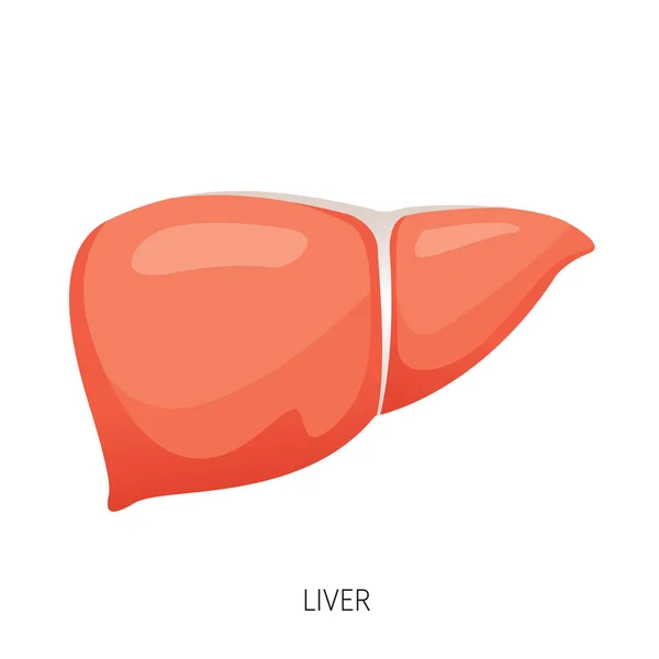 Печінки, людські внутрішнім органом діаграма — стоковий вектор