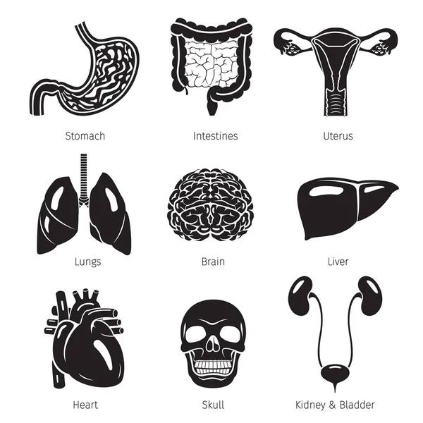 Menselijke interne organen objecten Icons Set, monochroom — Stockvector